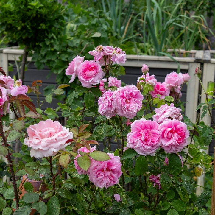 Rose Gertrude Jekyll