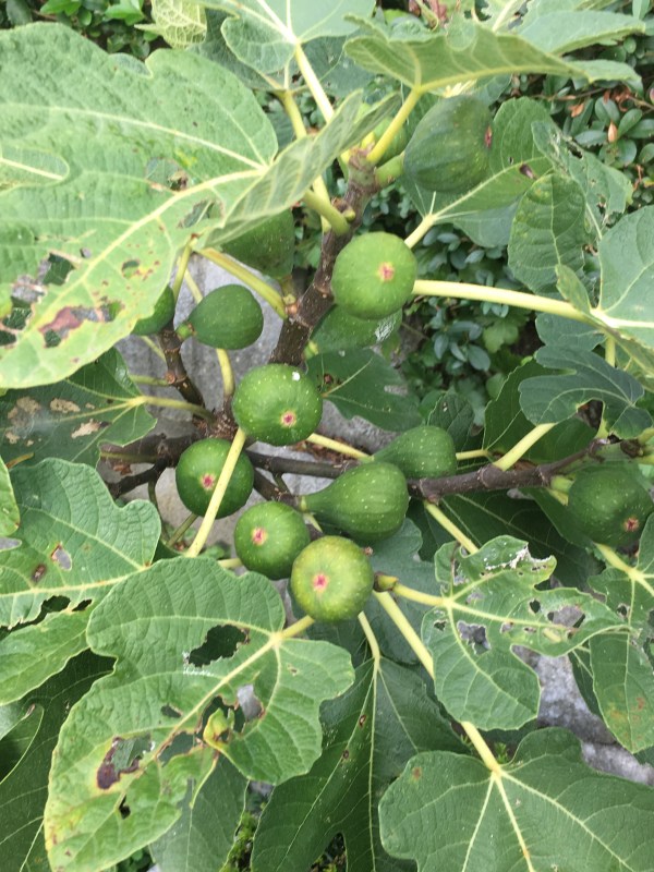 Feigenbaum