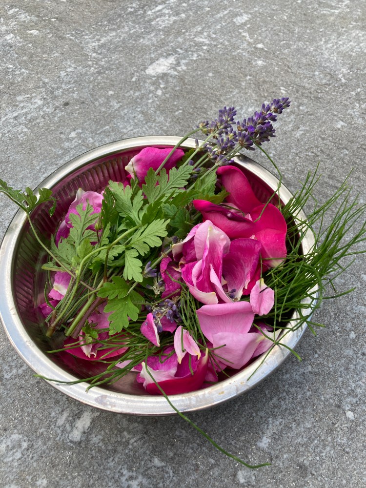 Rosen Lavendel Storchenschnabel Ackerschachtelhalm