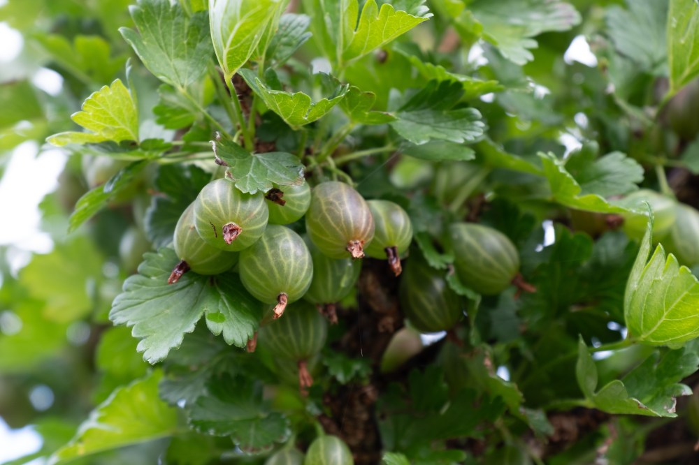 Stachelbeeren am Strauch